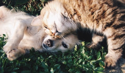 核心業務展示圖 1